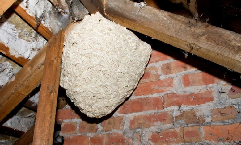 Wasp nest removal